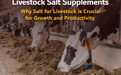 Livestock Salt Supplements: Why Salt for Livestock is Crucial for Growth and Productivity