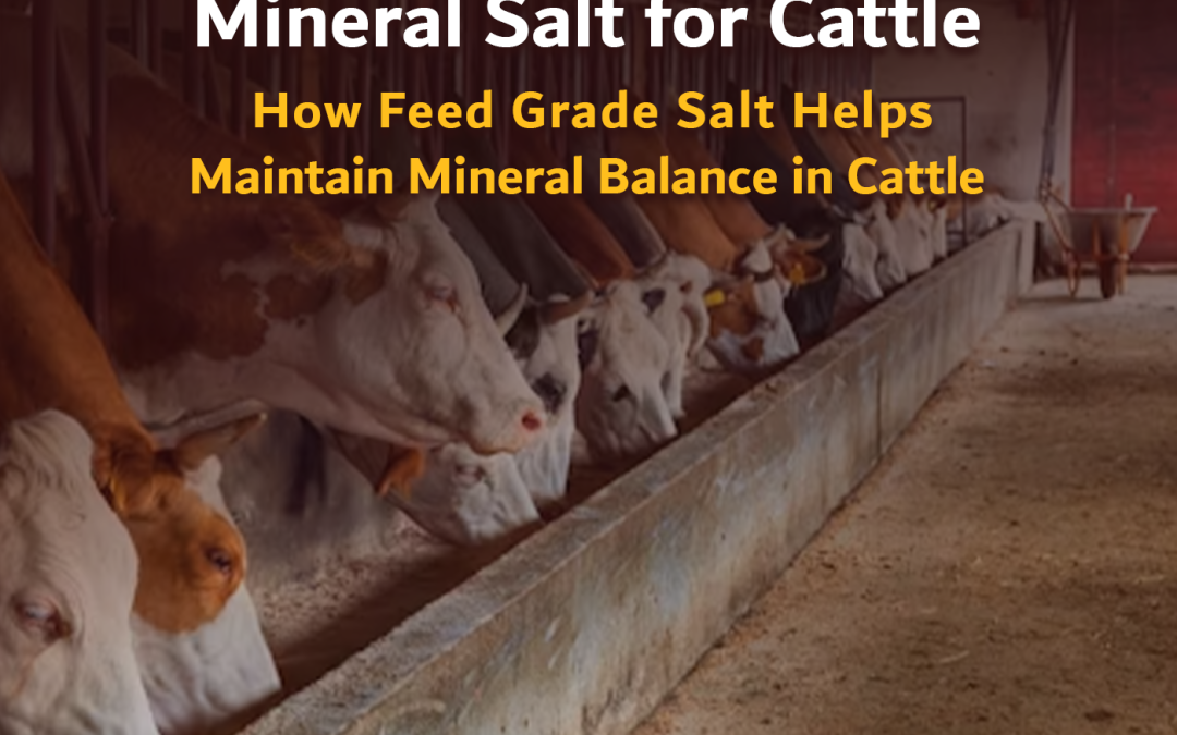 Mineral Salt for Cattle: How Feed Grade Salt Helps Maintain Mineral Balance in Cattle