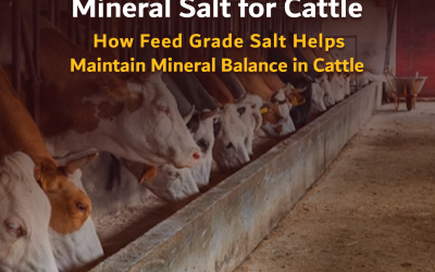 Mineral Salt for Cattle: How Feed Grade Salt Helps Maintain Mineral Balance in Cattle