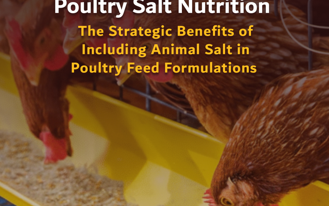 Poultry Salt Nutrition: The Strategic Benefits of Including Animal Salt in Poultry Feed Formulations